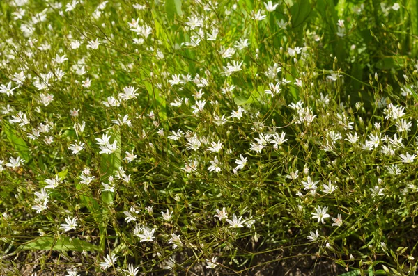 Small Flowers White Color — Stock Photo, Image