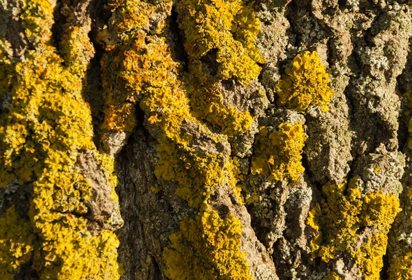 Tree Bark Covered Lichen — Stock Photo, Image