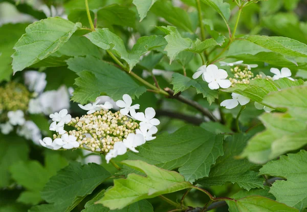Bílé Viburnum Květiny Zelené Listy — Stock fotografie