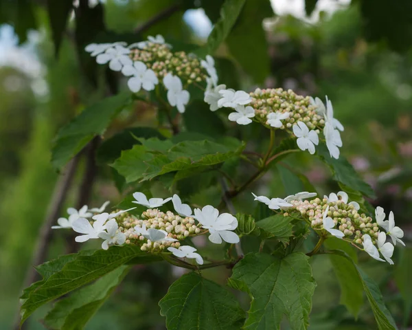 Weiße Viburnum Blüten Und Grünes Laub — Stockfoto