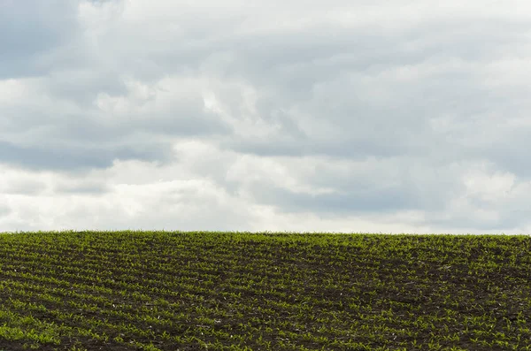 Fält Med Växter Planterade Rader Mot Blå Himmel — Stockfoto