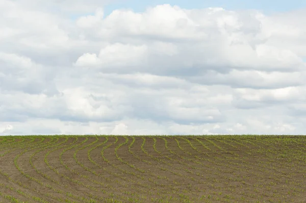 Fält Med Växter Planterade Rader Mot Blå Himmel — Stockfoto