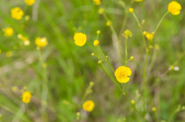 Piccoli Delicati Fiori Gialli — Foto Stock