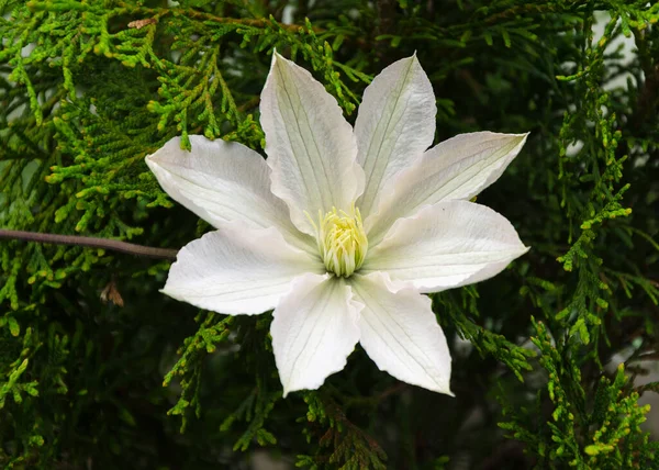 Biały Kwiat Clematis Ogrodzie — Zdjęcie stockowe