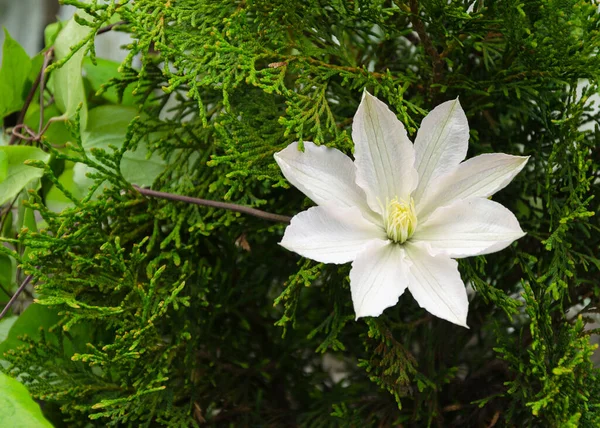 Biały Kwiat Clematis Ogrodzie — Zdjęcie stockowe