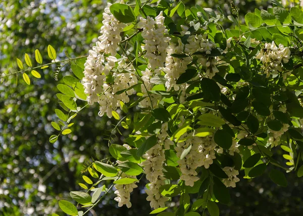 Білі Квіти Акація Біла Робінія Псевдокасія — стокове фото
