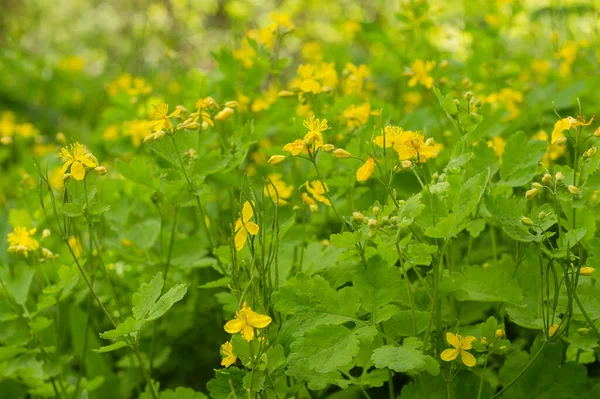 Żółte Kwiaty Selendyny — Zdjęcie stockowe