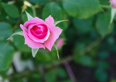 Yeşil yapraklı arka planda gül çiçeği 14
