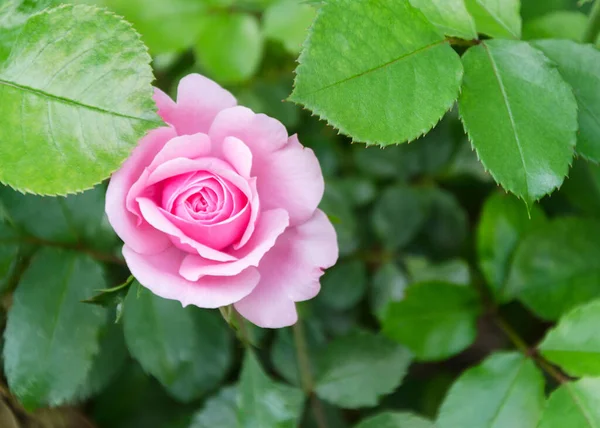 Rosa Flor Contexto Folhas Verdes — Fotografia de Stock