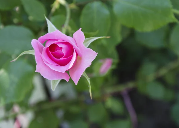 Roos Bloem Een Achtergrond Van Groene Bladeren — Stockfoto