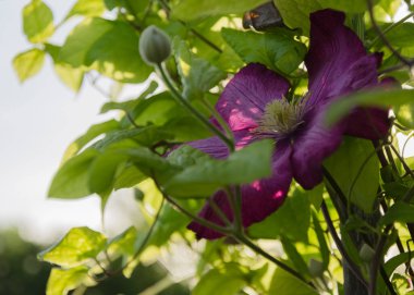 Bahçedeki Clematis çiçeği