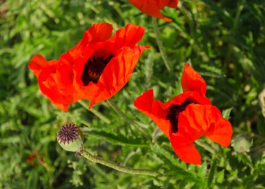 Parlak kırmızı gelincik tarlada
