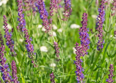 Yeşil yapraklı küçük mavi narin çiçekler.