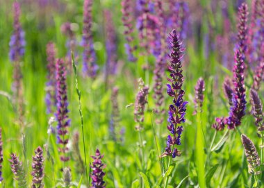 Yeşil yapraklı küçük mavi narin çiçekler.