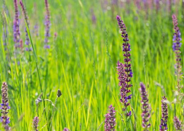 Yeşil yapraklı küçük mavi narin çiçekler.