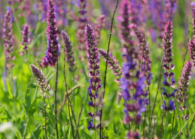 Yeşil yapraklı küçük mavi narin çiçekler.
