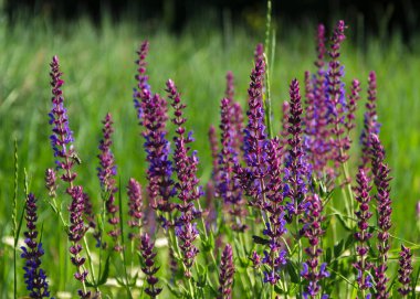 Yeşil yapraklı küçük mavi narin çiçekler.