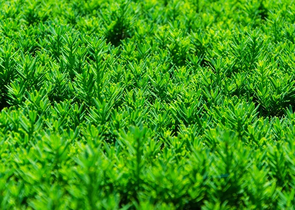Arbustos Verdes Recortados Cerca — Foto de Stock