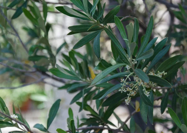 9 çiçekli zeytin dalı