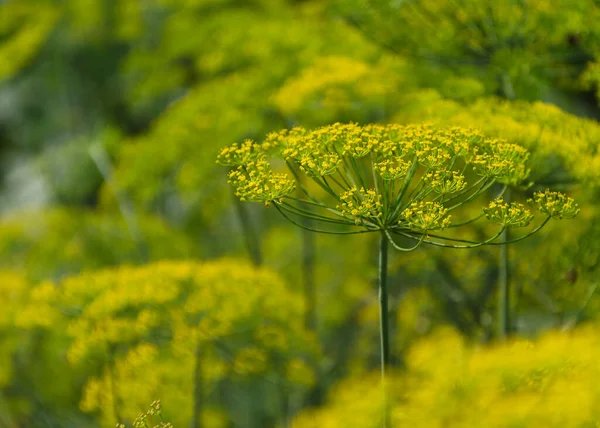 Blooming Dill Garden Smelly Lat Anethum Graveolens — Stock Photo, Image