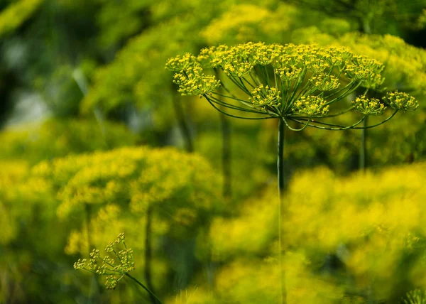 Fioritura Aneto Giardino Puzzolente Lat Anethum Graveolens — Foto Stock