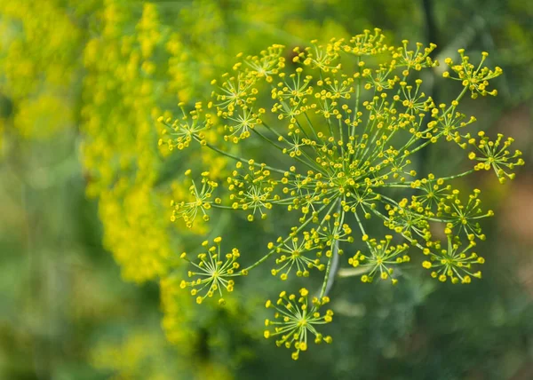 Fioritura Aneto Giardino Puzzolente Lat Anethum Graveolens — Foto Stock