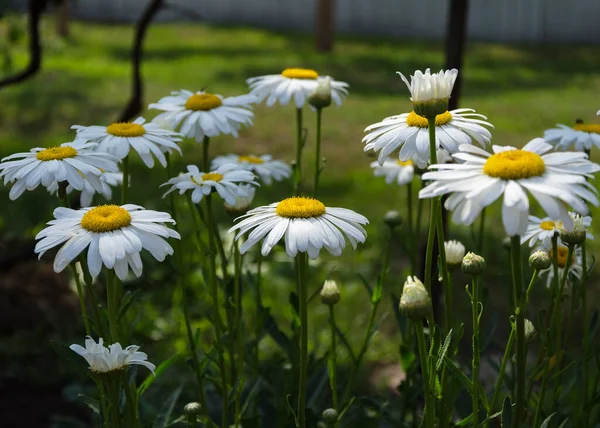 Large Chamomile Flowers Green Grass — Stock Photo, Image