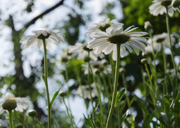 Grandes Flores Camomila Entre Grama Verde — Fotografia de Stock