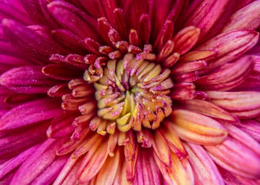 Kırmızı sarı pembe macenta çiçek açan çiçek yakın makro çekim arka plan duvar kağıdı doku deseni 