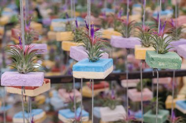 tillandsia hava bitki bahçe dekorasyon için