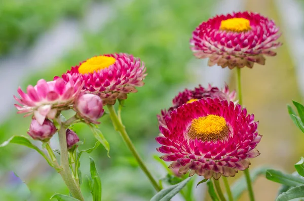 Hermosa Flor Paja Enfoque Suave Jardín —  Fotos de Stock