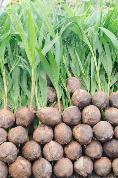 Stronk Van Kokosnoot Boom Klaar Voor Beplanting — Stockfoto