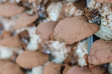 Reishi mantar (Ganoderma Lucidium) büyüme mantar çiftliği