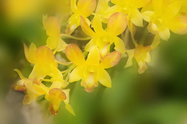 ソフトフォーカス黄色の地面蘭の花 — ストック写真