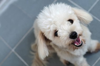 Beyaz karma cins köpek kamera bakıyor
