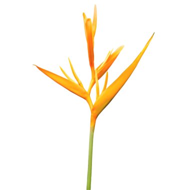 Beyaz üzerinde cennet sarı kuş