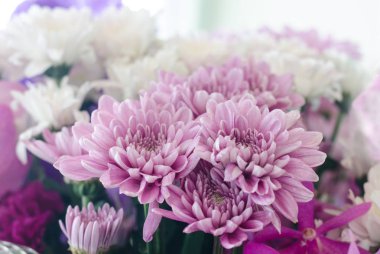 Açık mor krizantem çiçek çiçeklenme 