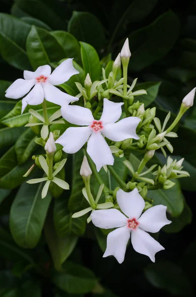 Cerbera manghas flowers in nature — Stock Photo, Image