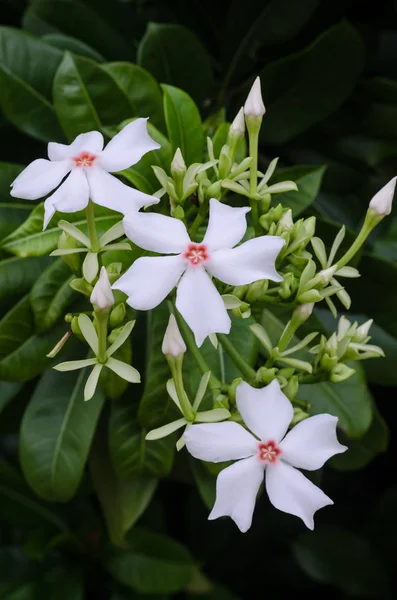 Cerbera manghas bloemen in de natuur Stockafbeelding