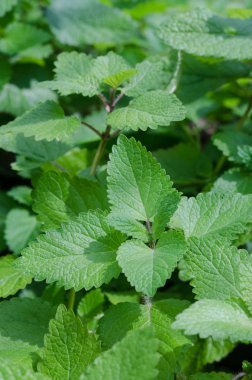 Nane bitkisi sebze bahçesinde yetişir.