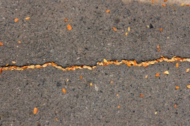 Düşen yapraklarla asfalt yolun dokusu