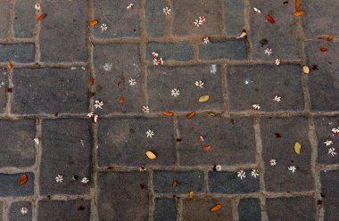 Bahçedeki güzel çiçek yaprakları