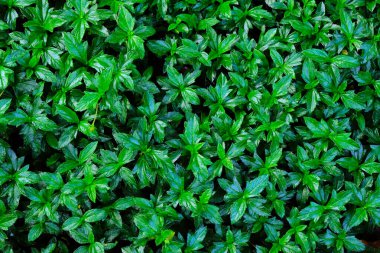 Bitkinin taze yeşil yapraklarının güzel arka planı.