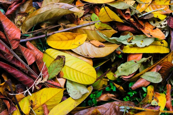 Sonbahar yapraklarının arka planı. Ağacın renkli yaprakları.