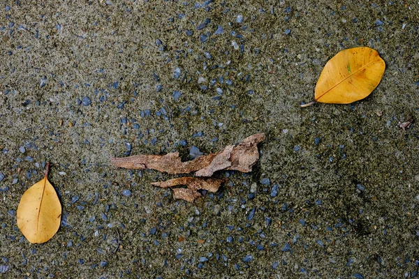 Yere düşen sonbahar yaprakları, üst manzara.