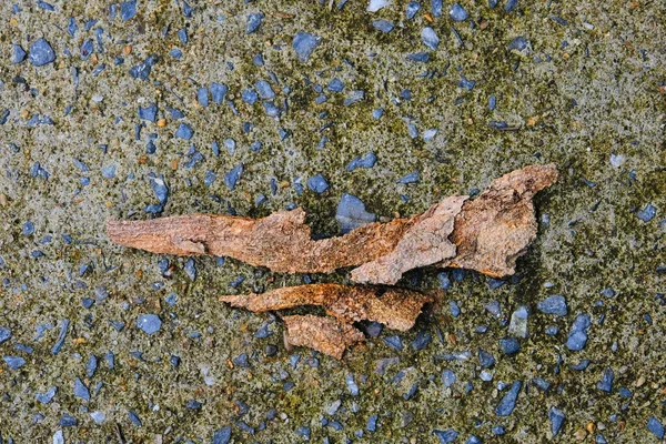 Beton zemin dokusu üzerinde kuru yaprak