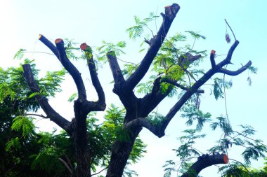 Ormandaki ağaç dalları