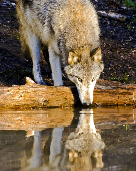 Wolf Seu Reflexo Enquanto Toma Uma Bebida Água — Fotografia de Stock