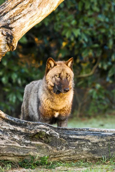 Solo Wolf Standing Large Log — Stock Photo, Image
