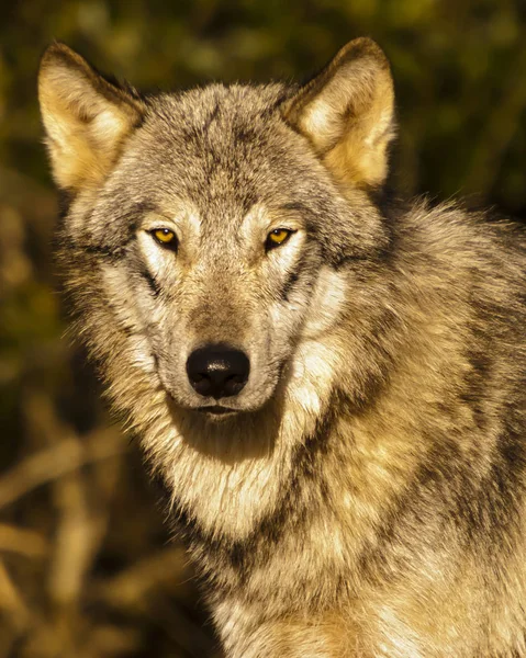 Closeup Portrait Wolf Staring Right Camera — Stock Photo, Image